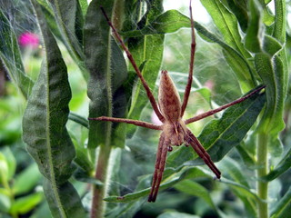 Riesenspinne