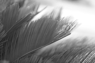 Palm leaves, retro stylization, close-up