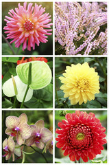 Collage with beautiful flowers in the garden.
