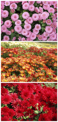 Beautiful chrysanthemum flowers, close-up, outdoors