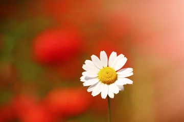 Photo sur Plexiglas Marguerites Daisy flower in the field