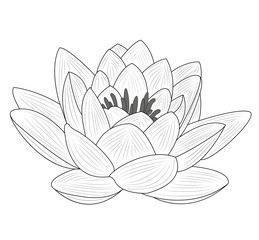 Lotus flower vector isolated on white, fiore di loto vettoriale isolato su sfondo bianco - obrazy, fototapety, plakaty