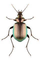 Ground beetle Calosoma inquisitor female or caterpillar-hunter isolated on white background, dorsal...