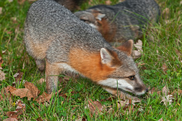 Naklejka na ściany i meble Grey Fox (Urocyon cinereoargenteus) Quick Turn