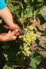 Bunch of white grapes in the hands with pruner