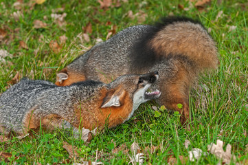 Naklejka na ściany i meble Grey Fox (Urocyon cinereoargenteus) Conflict