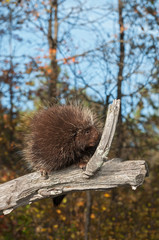 Porcupine (Erethizon dorsatum) Sniffs Branch