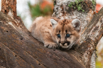 Female Cougar Kitten (Puma concolor) Crouches in Tree © hkuchera