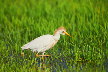 Cattle Egret in paddy field
