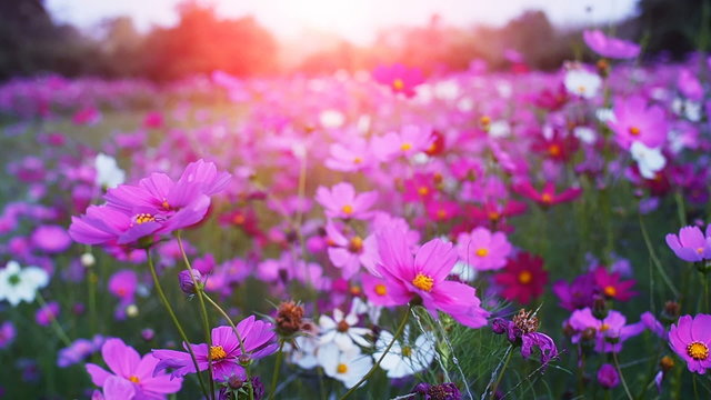 Beautiful cosmos flowers swaying in the breeze with sun light, slow motion.
