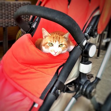 Cute Ginger Cat Taking A Nap In An Orange Stroller