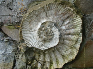 Ammonute fossil