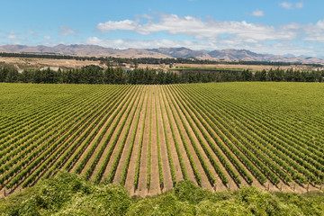 Wither Hills vineyards in New Zealand