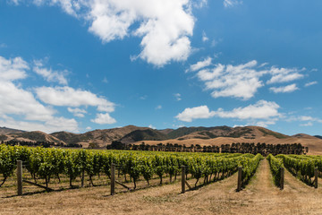 Fototapeta na wymiar vineyard plantation in Wither Hills, New Zealand