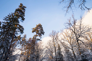 зимний лес в снегу