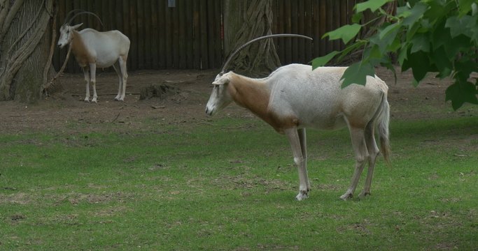 Two Scimitar-Horned Oryxes Are Grazing, Standing on Meadow