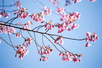 Pink sakura, Cherry blossom in Thailand.