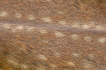 brown of animals skin and fur.
