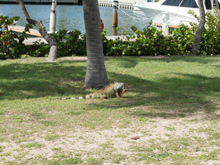 Green Iguana with Orange Spine near the Marina