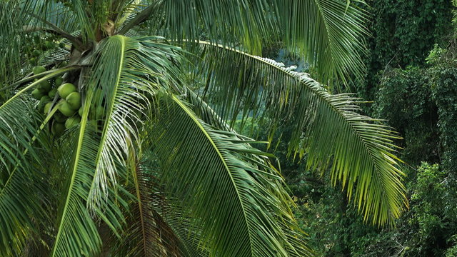 Coconut palm. 4K video.
