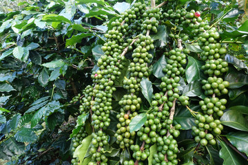 Green coffee beans on stem.