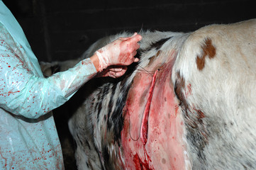 La césarienne chez la vache est une opération chirurgicale qui consiste à faire naitre le veau autrement que par le passage des voies naturelles de la mère. - obrazy, fototapety, plakaty