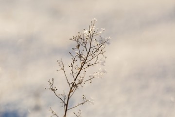 Fototapeta na wymiar Winter dry plants with rime close up