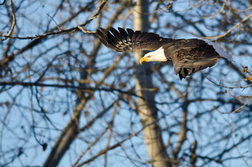 Bald Eagle Flying Past the Winter Trees