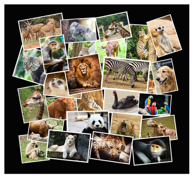 Different Animal Collage In The Zoo