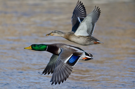 Pair of Mallard Ducks Flying Low Over the River