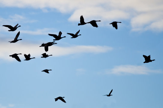 Flock of Geese Silhouetted in the Cloudy Sky