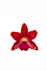 Beautiful Red orchid flower isolated on white background