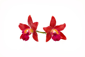 Beautiful Red orchid flower isolated on white background