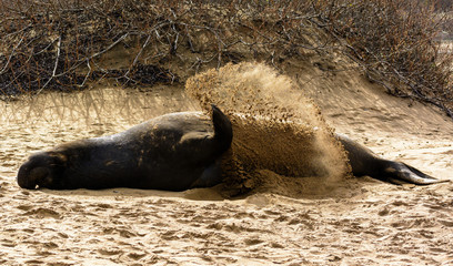 Elephant seal trying to cool itself