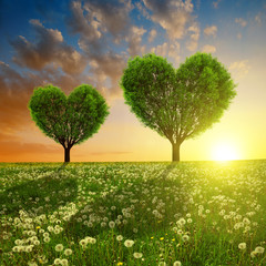 Fototapeta na wymiar Spring meadow with trees in the shape of heart at sunset. Valentines day.
