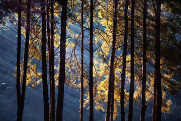 Beautiful morning scene in the forest with sun rays and long shadows