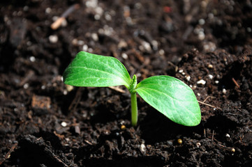 spring sprout from soil
