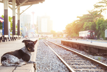 dog waiting for his master to the retro steam train station - Powered by Adobe