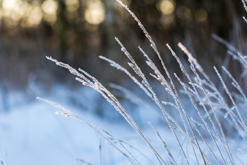 Winter dry plants with rime close up