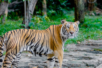 Obraz premium Bengal Tiger