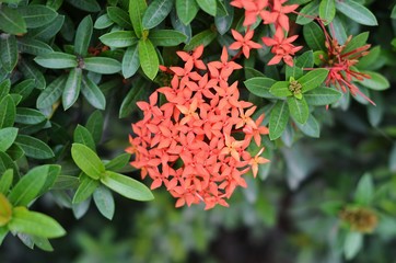 Fototapeta premium The inflorescence of small red flowers on a green bush