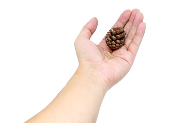 hand holding pine cone isolated on white background