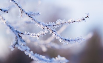 Hoarfrost on tree branch in close up.