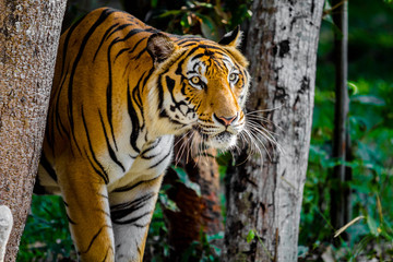 Bengal Tiger