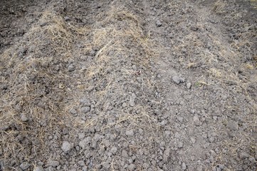 soil preparation for sowing vegetable in field agriculture