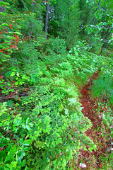 Wisconsin Fern Forest Landscape