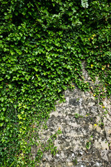 The green ivy on a stone wall, a beautiful background