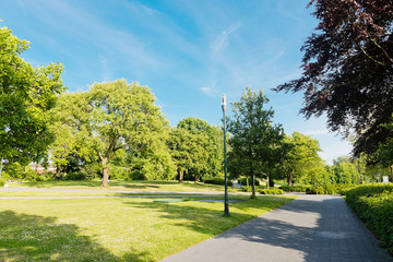 Summer in the park trees alley