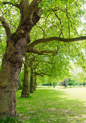Fototapeta premium Summer in the park trees alley