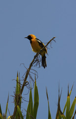 Bird sitting on top of a palm tree in Yucatan, Mexico 